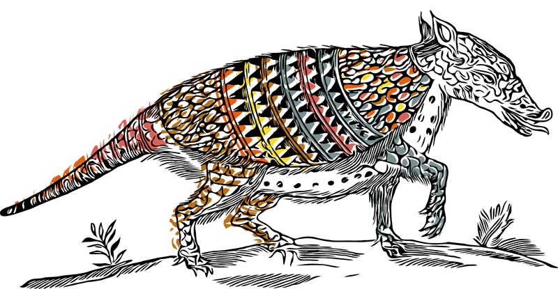 armadillo