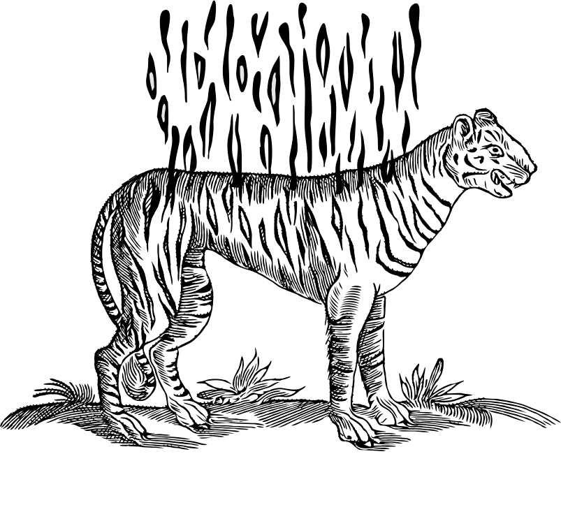 Panthera tigris sudore